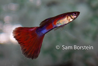 Red Fin Guppy