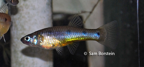 Porthole Livebearer Female