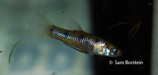 Porthole Livebearer Male