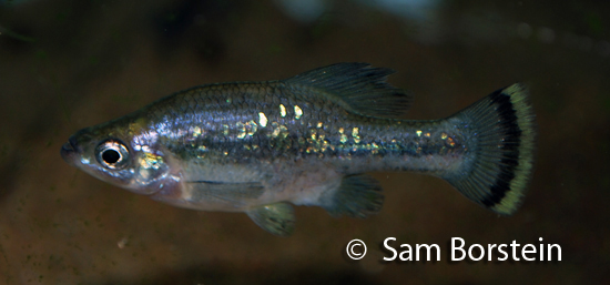 Ameca splendens male