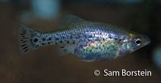 Ameca splendens female