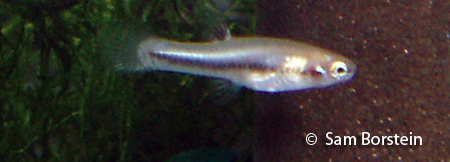 Heterandria formosa
