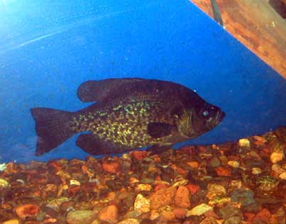 Black Crappie