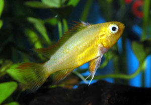 Apisotgramma cacatuoides "Gold" female