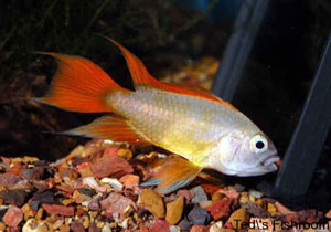 Apisotgramma cacatuoides "Gold" Male