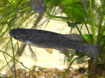 Goodea atripinnis gracilis