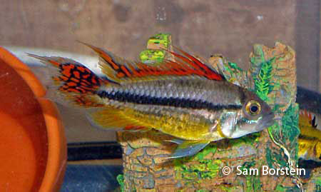 Apistogramma cacatuoides