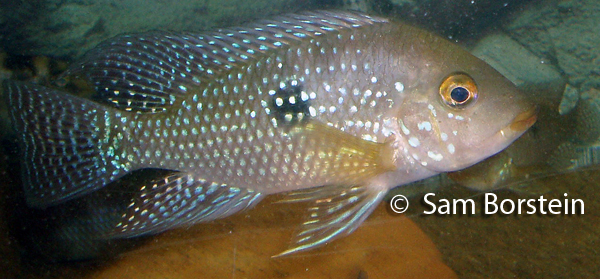 'Geophagus" iporangensis