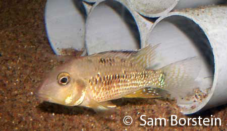 Geophagus steindachneri "Nieva"