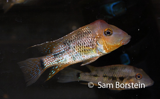 Geophagus steindachneri