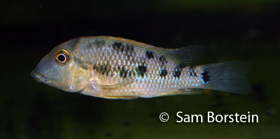 Geophagus steindachneri female