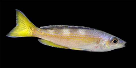 Cyprichromis leptosoma male