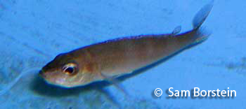 Cyprichromis leptosoma femlae