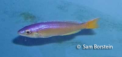 Cyprichromis leptosoma breeding color