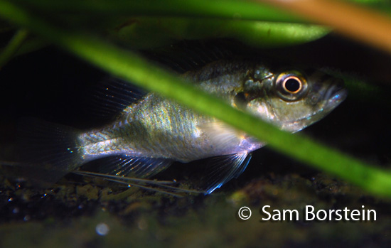 Astatotilapis burtoni female