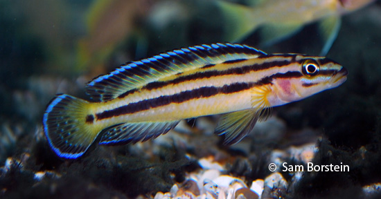 Julidochromis sp. "kipili regani"