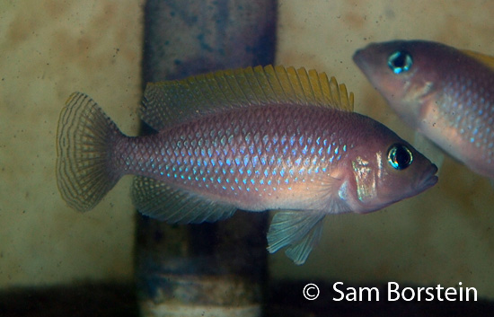 Red Fin Caudopunctatus from Kapampa