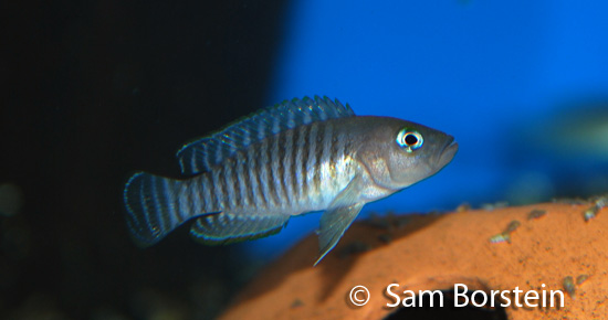 'Lamprologus' multifasciatus