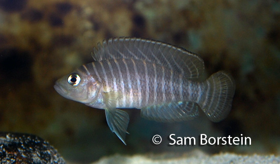 Lamprologus similis