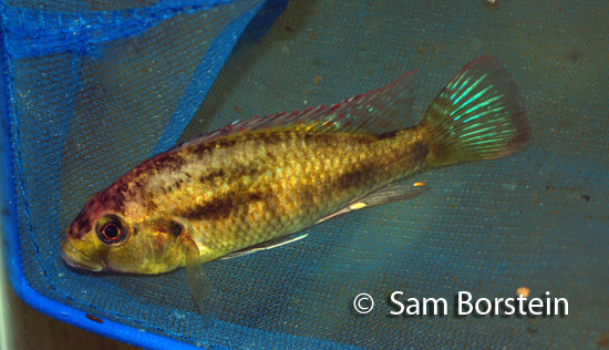 Astatotilapia bloyeti