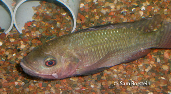 Oreochromis niloticus baringoensis Holding Female