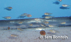 Oreochromis niloticus baringoensis fry