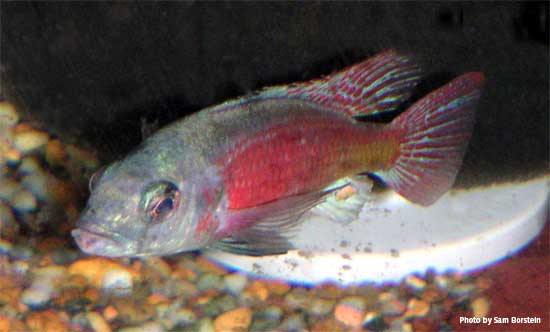 Paralabidochromis chilotes