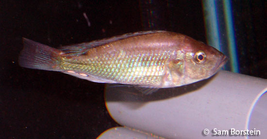 Pyxichromis orthostoma