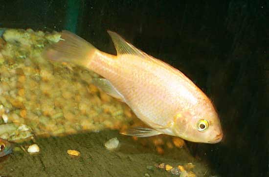 Oreochromis mossambicus female