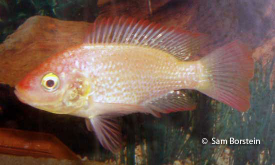 Oreochromis mossambicus male