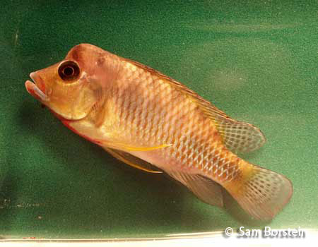 Ctenochromis polli