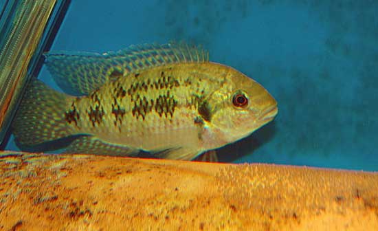 Pelmatochromis nigrofasciatus