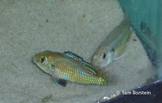 Pseudocrenilabrus multicolor multicolor