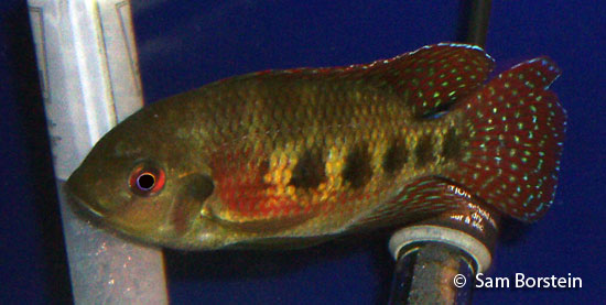 Tilapia mariae